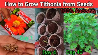 How to Grow Tithonia from Seed  Tithonia or Mexican Sunflower grow from seeds in 6 days [upl. by Carolina]