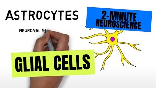 2Minute Neuroscience Glial Cells [upl. by Nathalia]