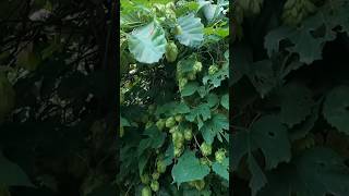 Wild Hops Humulus Lupulus [upl. by Solana857]