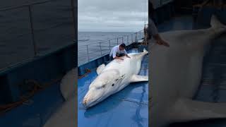 A touching story about a sailor rescuing a mother whale that gave birth on the deck of a ship [upl. by Aicekal360]