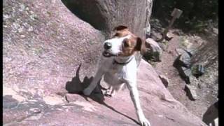 Biscuit the Climbing Dog from FRONT RANGE FREAKS by Sender Films [upl. by Elo]