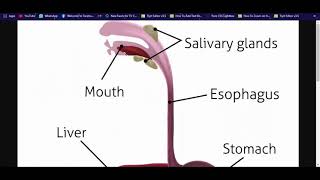 Grade 9 Natural Sciences The Digestive System [upl. by Plerre]