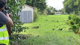 Massive iguanas fighting over territory breeding season Starts Iguana man Hired to Remove them [upl. by Euqinamod]