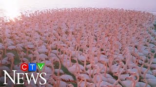 Mesmerizing flock of flamingos filmed by drone in Kazakhstan [upl. by Riccio421]