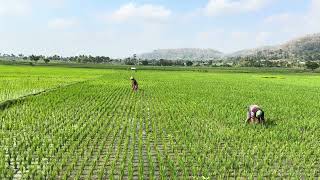 Workers in a Rice Field in Geblek Pari Yogyakarta [upl. by Zitella686]