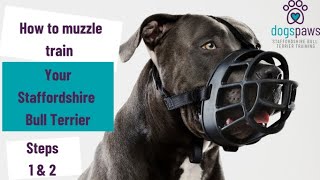 How to muzzle train your Staffordshire Bull Terrier [upl. by Aynotel]