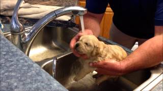 Puppies First Bath [upl. by Atnoek]