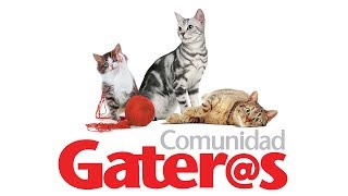 ¿Cuántas camadas puede tener en el año mi gata [upl. by Ilime]