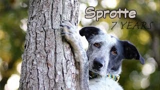 Sprotte  7 Years  Labrador x Border Collie [upl. by Ihp445]