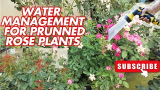 Essential Watering Tips for Pruned Rose Plants  Rose Care Guide [upl. by Suivatnod352]