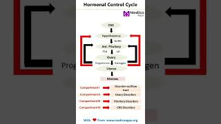 Primary Amenorrhea Hormonal Cycle🔃 neetpg inicet fmge mbbs medicalstudent [upl. by Iran]