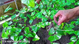 Clonal Propagation of Gmelina Yemane Through Cuttings [upl. by Fablan750]