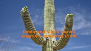 Saguaro National Park Highlights [upl. by Welcome173]