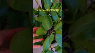 Stone breaker patharchata plants 🪴🌱shortsyoutubeplants viralmedicinal plant gardening garden [upl. by Payton]