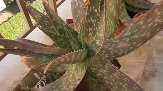 How i use Aloe Saponaria [upl. by Larok]