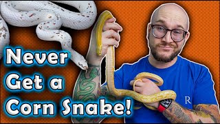 I REFUSE To Get A Corn Snake and YOU Shouldnt Either Heres Why [upl. by Yeh]