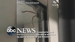 Hauntingly huge spider spotted in Australia [upl. by Ettenuahs378]