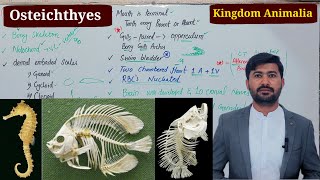 Osteicthyes or Bony Fish Kingdom animalia Fsc biology class 11 by irtisamsbiology [upl. by Enaxor]