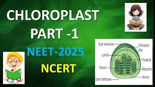 CHLOROPLAST PART1 CELL THE UNIT OF LIFE neet2025 ncert [upl. by Barraza834]