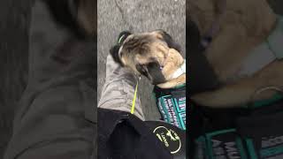 Assistance dog meetup assistancedogtraining servicedogtraining puppy [upl. by Erkan]