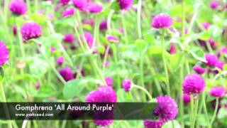 Gomphrena All Around Purple [upl. by Bradly]