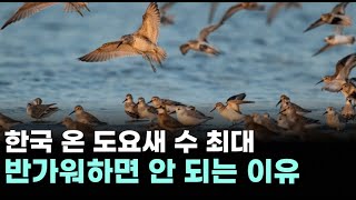 한국 온 도요새 수 최대반가워하면 안 되는 이유 외국인 국내주식 순매수 6개월째국가별로 보면 내외방송 뉴스 [upl. by Einnus]