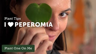 PEPEROMIA Care Tips — Ep 096 [upl. by Suivatnom287]