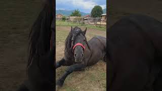 The Tired Black Stallion A Moment of Rest wildlife junglesafari junglevibes viralvideoshorts [upl. by Anola564]