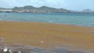 Large Deposits of Sargassum Seaweed  September 13 2023 [upl. by Aeriela446]