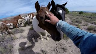 GoPro Wild Mustangs  A Legacy in 4K [upl. by Esinwahs36]