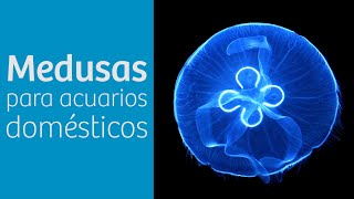 MEDUSARIO · Especies de MEDUSA para tu ACUARIO 🐙 [upl. by Whittemore126]