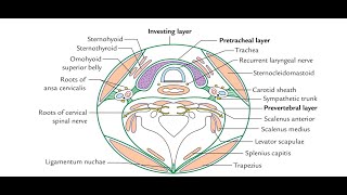 Anatomy of the Cervical fascia Modifications of superficial layer and deep layer of cervical fascia [upl. by Cate999]