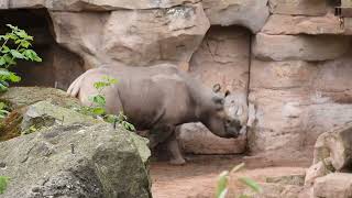 African Lion Rhinoceros amp Siberian Tiger [upl. by Haakon]