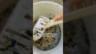 How to Ferment Feed P2 and save money short shortviral quails chickens [upl. by Yrrek76]