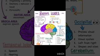 BRAIN LOBES AND ITS FUNCTION aiapget shorts viralvideo neetpg [upl. by Outlaw750]