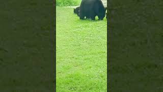 Large Female Black Bear with Three Cubs Grazing in the Hudson Valley [upl. by Dworman]