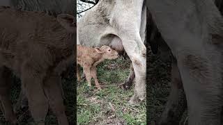 Ternero tomando leche de su mamá 🐮 [upl. by Jerry621]