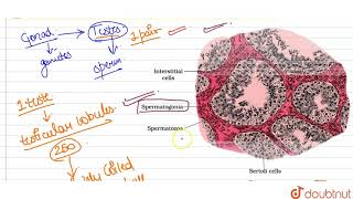 Describe the structure of a seminiferrous tubule [upl. by Goggin736]