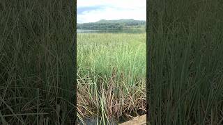 Lago de Banyoles cliRgiana [upl. by Corabel871]