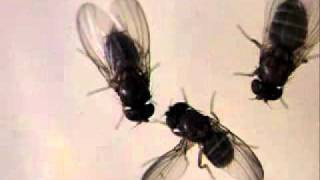 EvoDevo Fruit Fly Courtship [upl. by Ticknor]