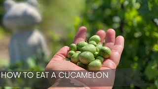 How To Eat A Cucamelon [upl. by Nyladnar]