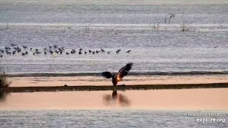 Mississippi River Flyway Cam A playful juvie  exploreorg 09272021 [upl. by Higbee]