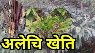 अलेचीको बारेमा जानकारी  ElaichiAalechiCARDAMOM PLANT Documentary 20202077 LAB TV Nepal village [upl. by Erdnua]