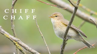 Bird sounds Chiffchaff chirping in spring [upl. by Hashum361]