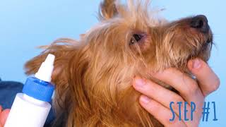 How to Clean a Dogs Ears [upl. by Celinka]