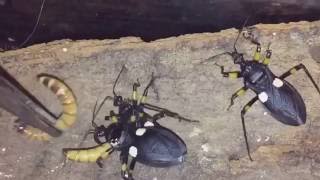 Platymeris Biguttatus White Spotted Assassin Bug First Morio Worm Feeding [upl. by Laughton]