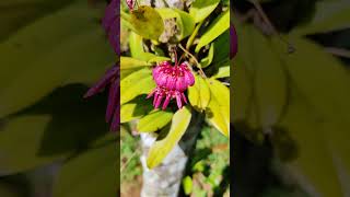 Bulbophyllum corolliferum  Eythrope Orchid Conservation Project nature orchidspecies orchid [upl. by Nae973]