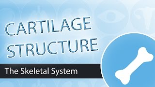 Cartilage Structure [upl. by Alegnaoj]