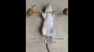 Rare footage of moon working out funny vids [upl. by Helga]