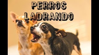 10 PERROS LADRANDO FUERTE 🐩 PERROS cachorro LADRANDO🐶 PERRO LADRANDO FUERTE [upl. by Htidirrem]